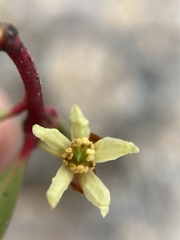 Tasmannia lanceolata