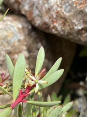 Tasmannia lanceolata