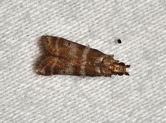 Ephestia columbiella