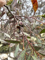 Eucalyptus coccifera