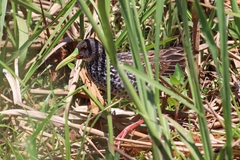 Pardirallus maculatus