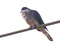 Streptopelia senegalensis senegalensis