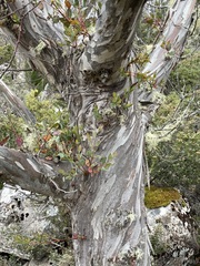 Eucalyptus coccifera