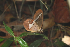 Pierella nereis