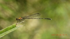 Prodasineura croconota