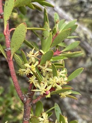Tasmannia lanceolata