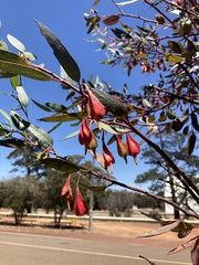 Eucalyptus dolichorhyncha