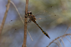 Hemicordulia continentalis