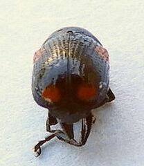 Cryptocephalus quadruplex