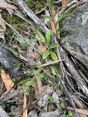 Myosotis australis