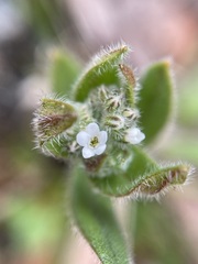Myosotis australis