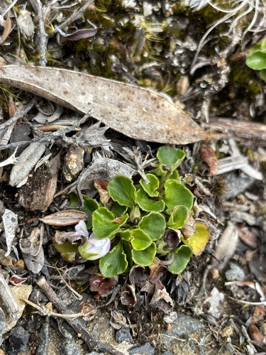 Image of Viola curtisiae by (c) Matt Berger, some rights reserved (CC BY)