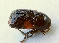 Cryptocephalus quadruplex