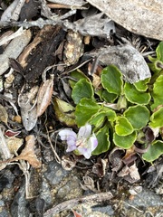 Viola curtisiae