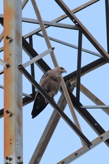 Buteogallus coronatus