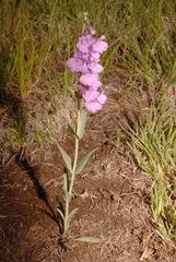 Penstemon secundiflorus