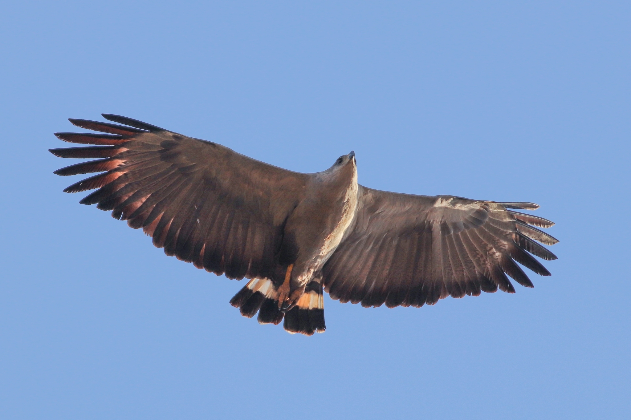 Chaco Eagle (Buteogallus coronatus) · iNaturalist