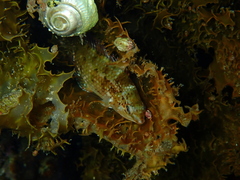 Notolabrus gymnogenis