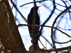 Phoeniculus purpureus