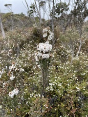 Epacris