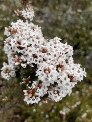 Epacris