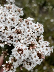 Epacris
