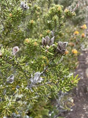 Orites revolutus
