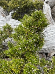 Olearia pinifolia