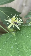 Protandrena passiflorae