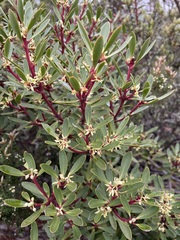 Tasmannia lanceolata