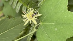 Protandrena passiflorae