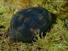 Bulla quoyii