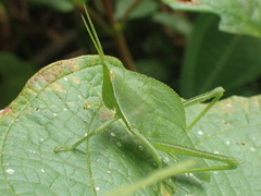 Prionolopha serrata