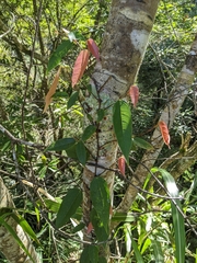 Ficus sarmentosa nipponica