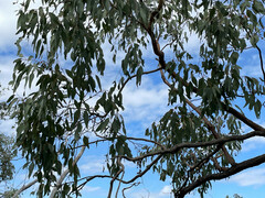 Eucalyptus caleyi