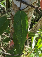Ficus sarmentosa nipponica