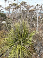 Gahnia grandis
