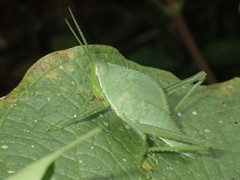 Prionolopha serrata