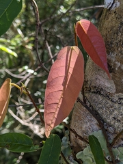 Ficus sarmentosa nipponica