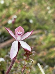 Caladenia alpina