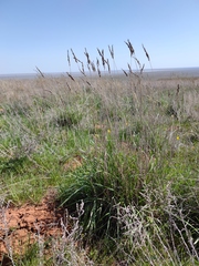 Agropyron desertorum