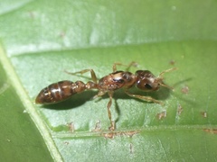 Pseudomyrmex viduus