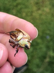 Anoplognathus montanus