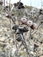 Eucalyptus coccifera