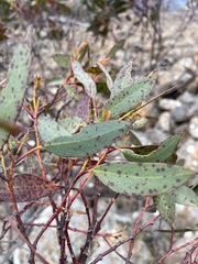 Eucalyptus coccifera