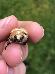 Anoplognathus montanus