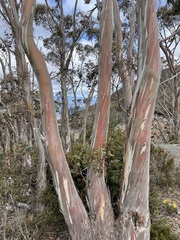 Eucalyptus coccifera
