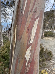 Eucalyptus coccifera