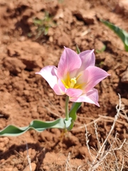 Tulipa suaveolens