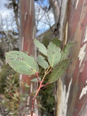 Eucalyptus coccifera